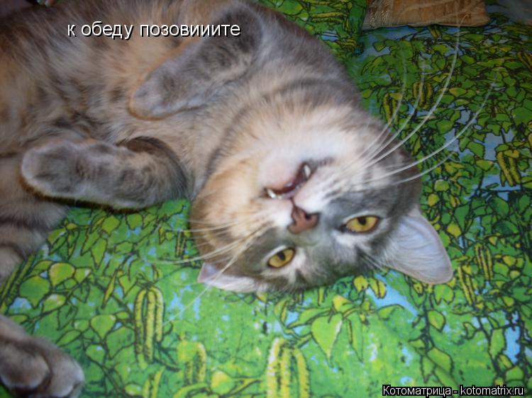 к обеду позовииите... Котоматрица: к обеду позовииите