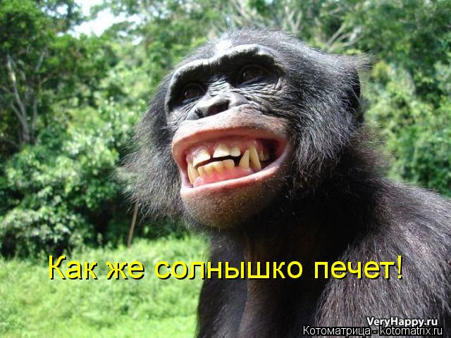 Котоматрица: Как же солнышко печет!