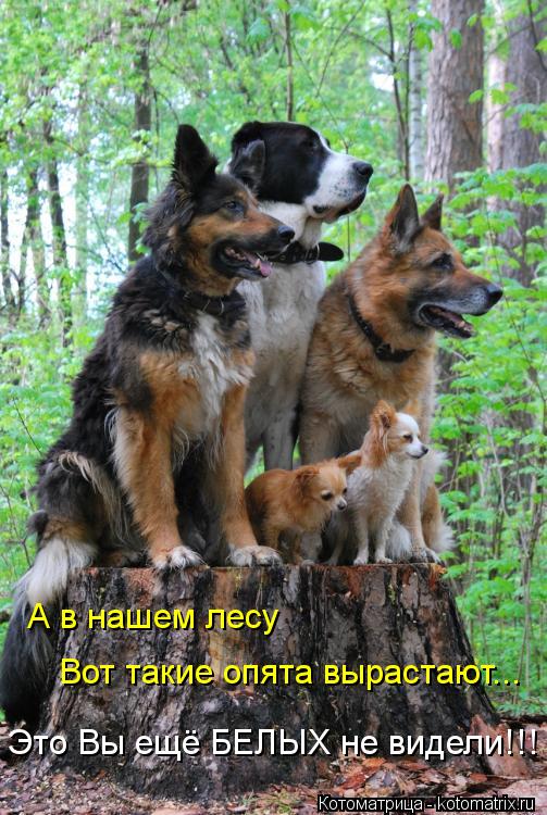 Котоматрица: А в нашем лесу Вот такие опята вырастают... Это Вы ещё БЕЛЫХ не видели!!!