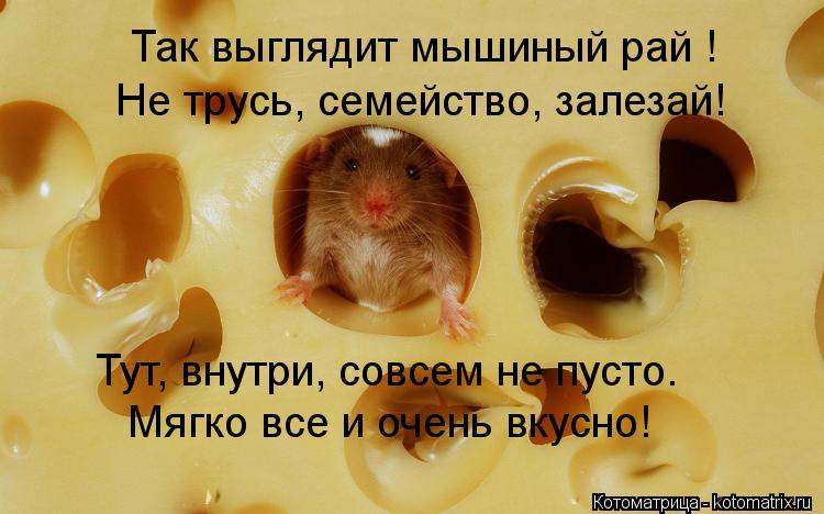 Так выглядит мышиный рай ! Не трусь, семейство, залезай! Тут, внутри, совсем не пусто. Мягко все и о... Котоматрица: Так выглядит мышиный рай ! Не трусь, семейство, залезай! Тут, внутри, совсем не пусто. Мягко все и очень вкусно!