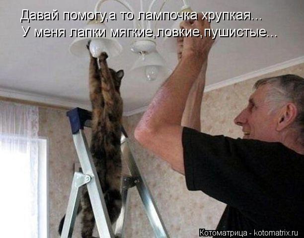 Давай помогу,а то лампочка хрупкая... У меня лапки мягкие,ловкие,пушистые...... Котоматрица: Давай помогу,а то лампочка хрупкая... У меня лапки мягкие,ловкие,пушистые...