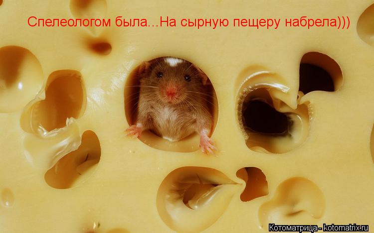 Спелеологом была...На сырную пещеру набрела)))... Котоматрица: Спелеологом была...На сырную пещеру набрела)))