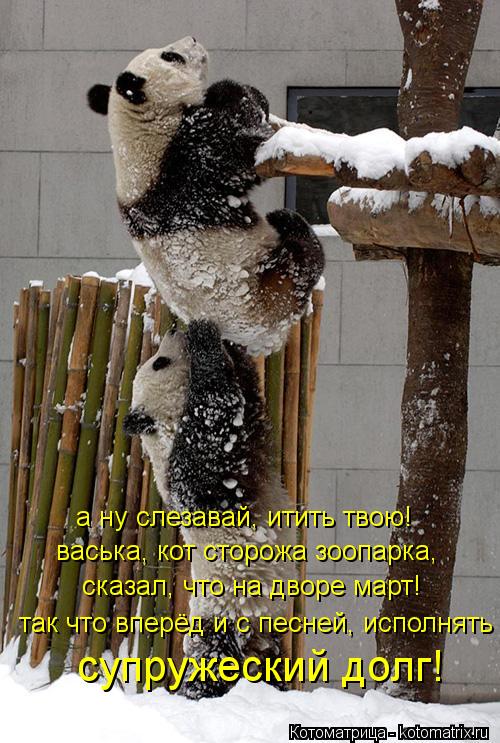 а ну слезавай, итить твою! васька, кот сторожа зоопарка, сказал, что на дворе март! так что вперёд ... Котоматрица: а ну слезавай, итить твою! васька, кот сторожа зоопарка, сказал, что на дворе март! так что вперёд и с песней, исполнять супружеский долг!