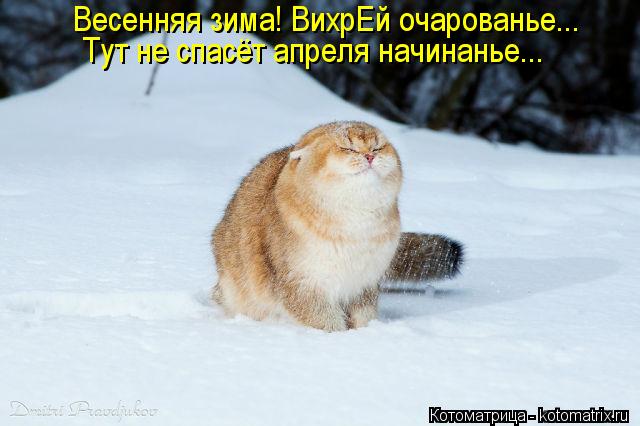 Весенняя зима! ВихрЕй очарованье... Тут не спасёт апреля начинанье...... Котоматрица: Весенняя зима! ВихрЕй очарованье... Тут не спасёт апреля начинанье...