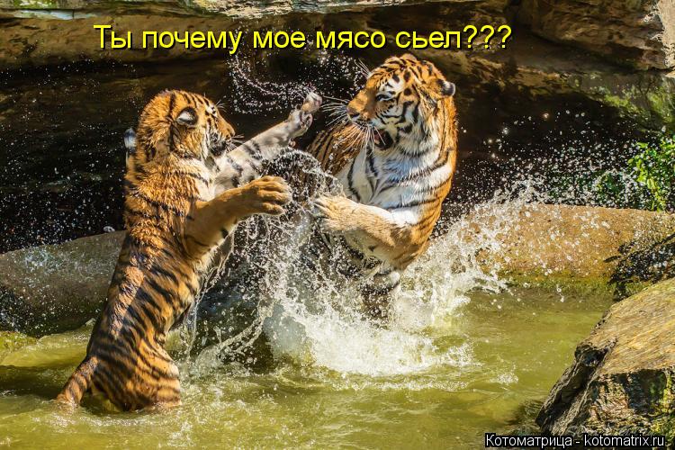 Котоматрица: Ты почему мое мясо сьел???