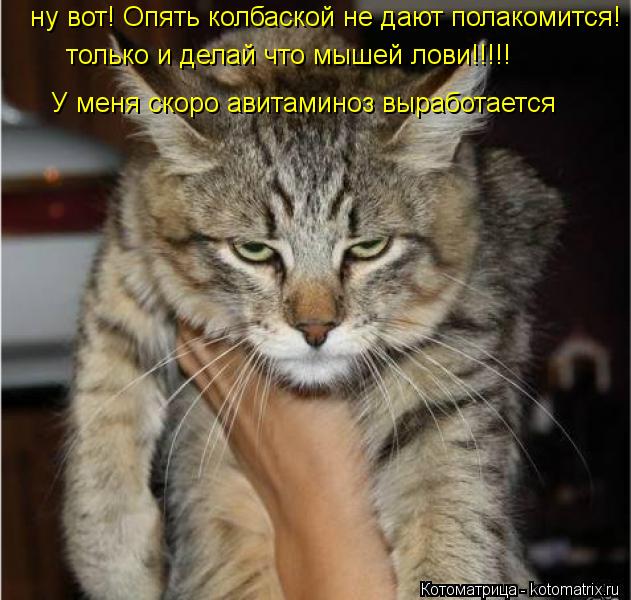только и делай что мышей лови!!!!! ну вот! Опять колбаской не дают полакомится! У меня скоро авитам... Котоматрица: только и делай что мышей лови!!!!! ну вот! Опять колбаской не дают полакомится! У меня скоро авитаминоз выработается