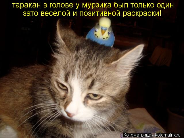 таракан в голове у мурзика был только один зато весёлой и позитивной раскраски!... Котоматрица: таракан в голове у мурзика был только один зато весёлой и позитивной раскраски!