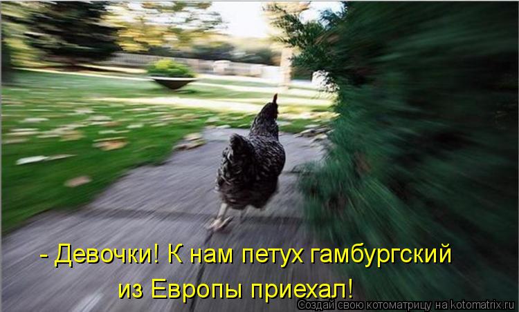 из Европы приехал! - Девочки! К нам петух гамбургский... Котоматрица: из Европы приехал! - Девочки! К нам петух гамбургский