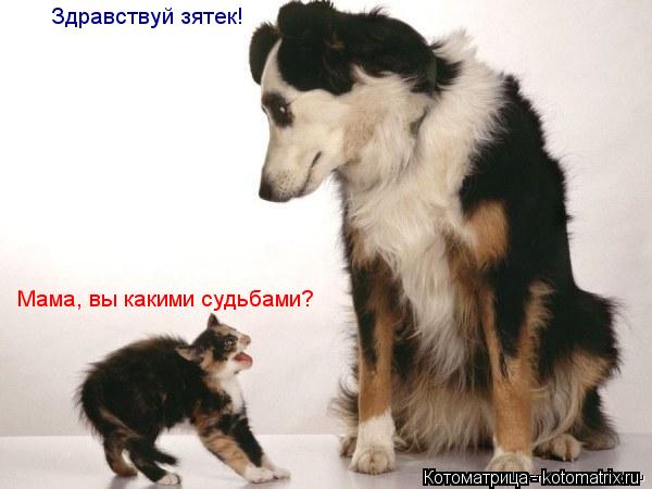 Здравствуй зятек! Мама, вы какими судьбами?... Котоматрица: Здравствуй зятек! Мама, вы какими судьбами?