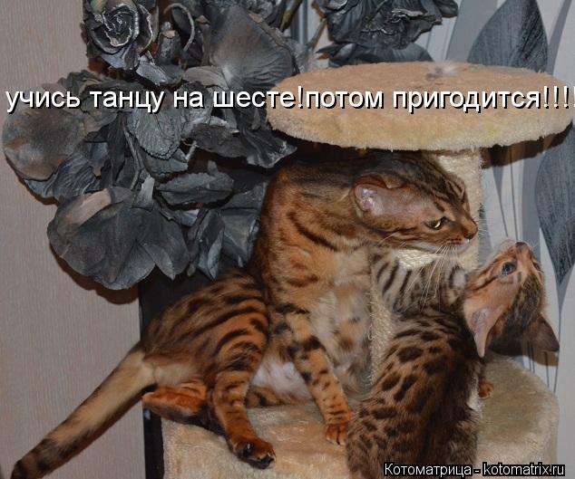 учись танцу на шесте!потом пригодится!!!!... Котоматрица: учись танцу на шесте!потом пригодится!!!!