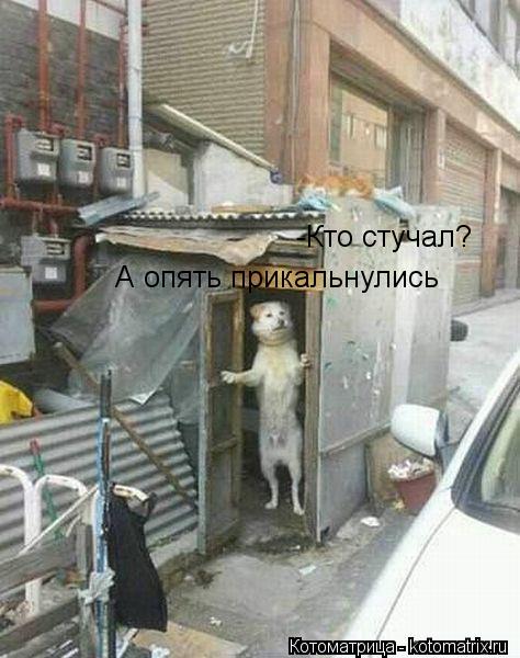 -Кто стучал? А опять прикальнулись... Котоматрица: -Кто стучал? А опять прикальнулись