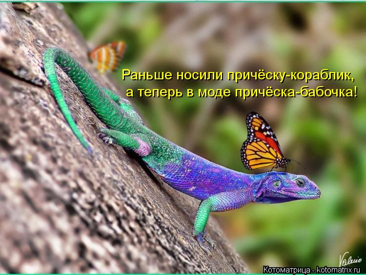 Котоматрица: Раньше носили причёску-кораблик, а теперь в моде причёска-бабочка!