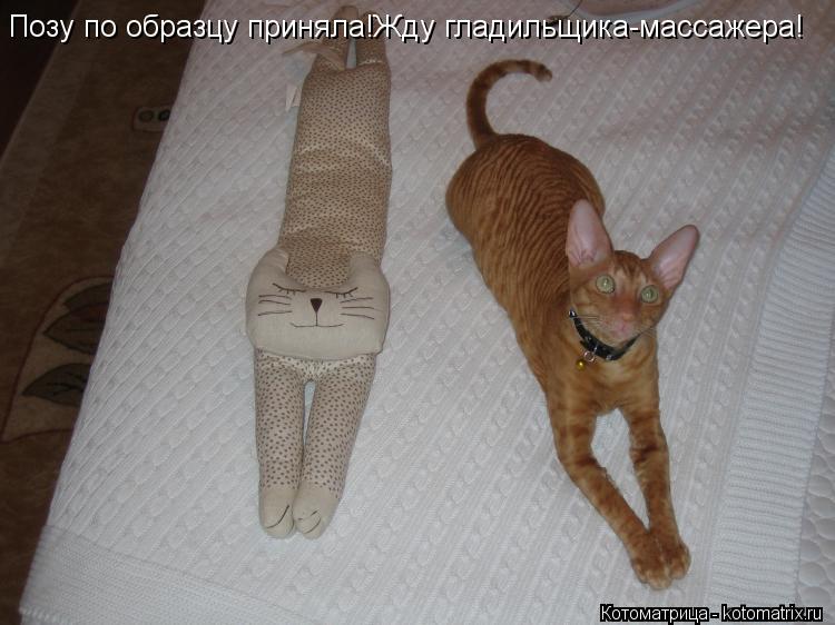 Позу по образцу приняла!Жду гладильщика-массажера!... Котоматрица: Позу по образцу приняла!Жду гладильщика-массажера!