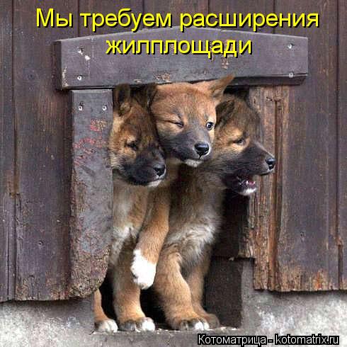 Мы требуем расширения жилплощади... Котоматрица: Мы требуем расширения жилплощади