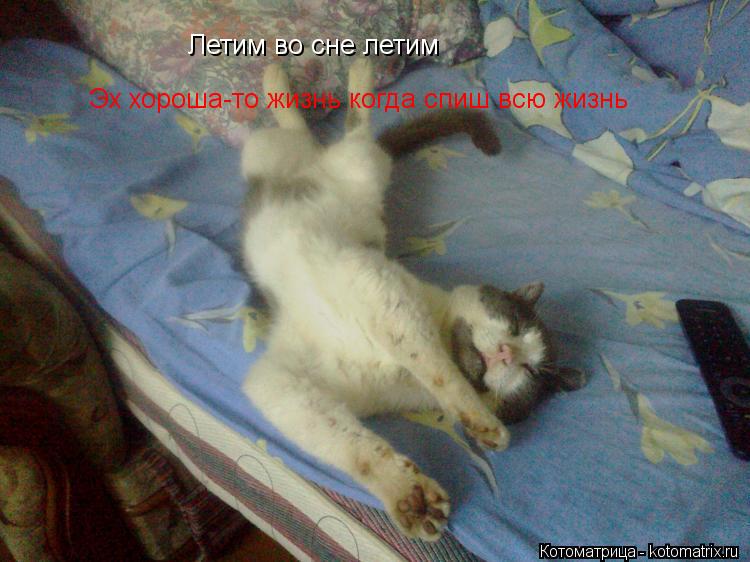 Летим во сне летим Эх хороша-то жизнь когда спиш всю жизнь... Котоматрица: Летим во сне летим Эх хороша-то жизнь когда спиш всю жизнь