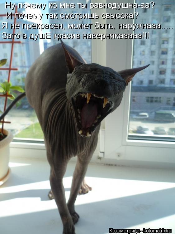 Котоматрица: Ну почему ко мне ты равнодушна-аа? И почему так смотришь свысока? Я не прекрасен, может быть, наружнааа..... Зато в душЕ красив навернякааааа!!!