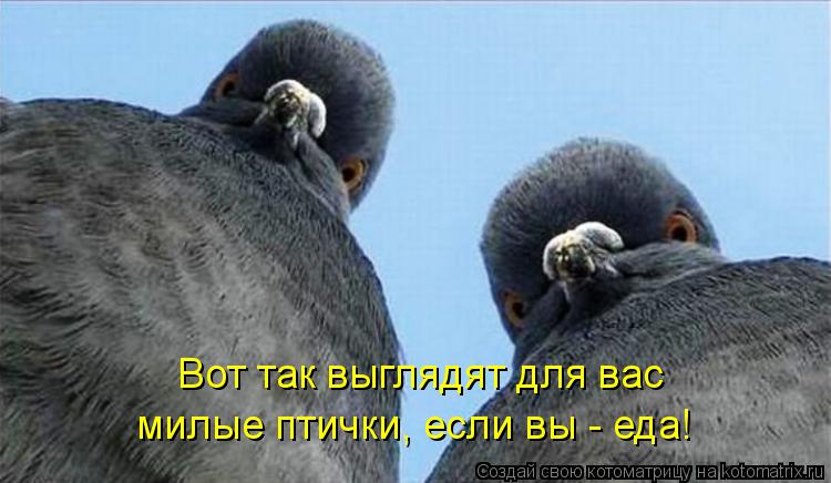 Котоматрица: Вот так выглядят для вас милые птички, если вы - еда!