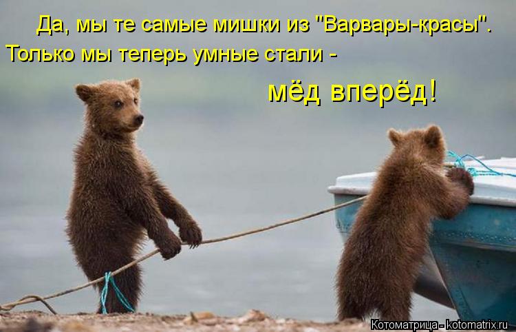 Котоматрица: Да, мы те самые мишки из "Варвары-красы". Только мы теперь умные стали - мёд вперёд!
