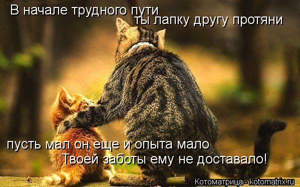 В начале трудного пути ты лапку другу протяни пусть мал он еще и опыта мало Твоей заботы ему не дост... Котоматрица: В начале трудного пути ты лапку другу протяни пусть мал он еще и опыта мало Твоей заботы ему не доставало!