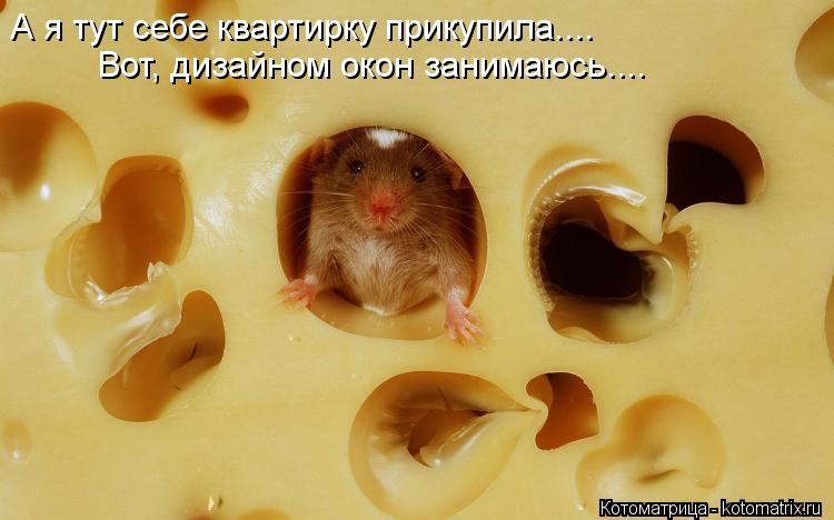Котоматрица: А я тут себе квартирку прикупила.... Вот, дизайном окон занимаюсь....