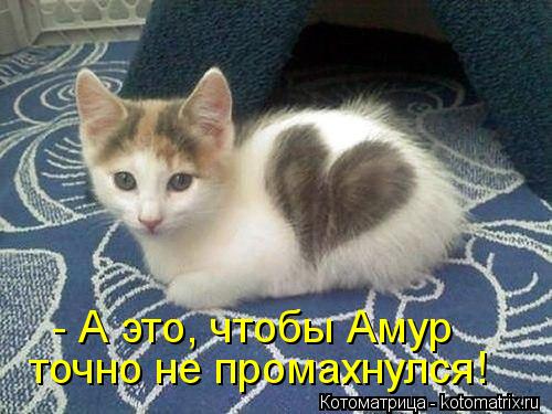 - А это, чтобы Амур точно не промахнулся!... Котоматрица: - А это, чтобы Амур точно не промахнулся!