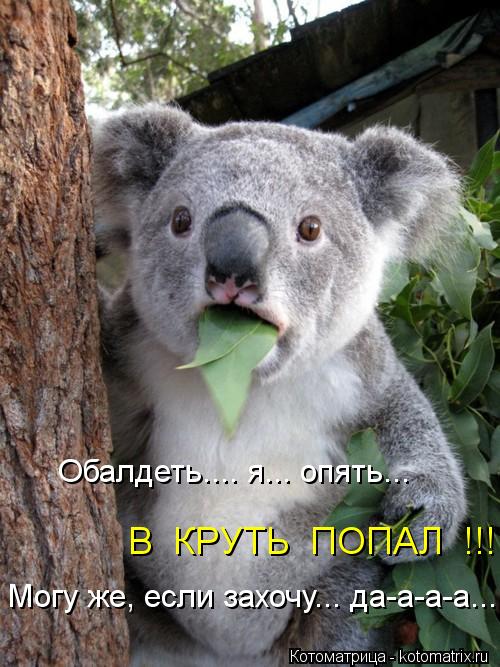 Котоматрица: Обалдеть.... я... опять... В  КРУТЬ  ПОПАЛ  !!! Могу же, если захочу... да-а-а-а...