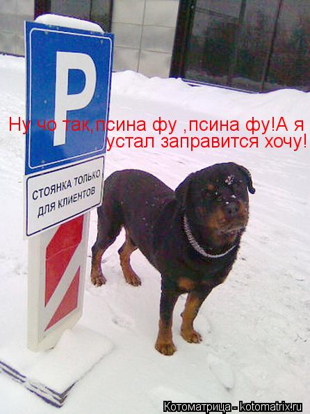 Котоматрица: Ну чо так,псина фу ,псина фу!А я  устал заправится хочу!