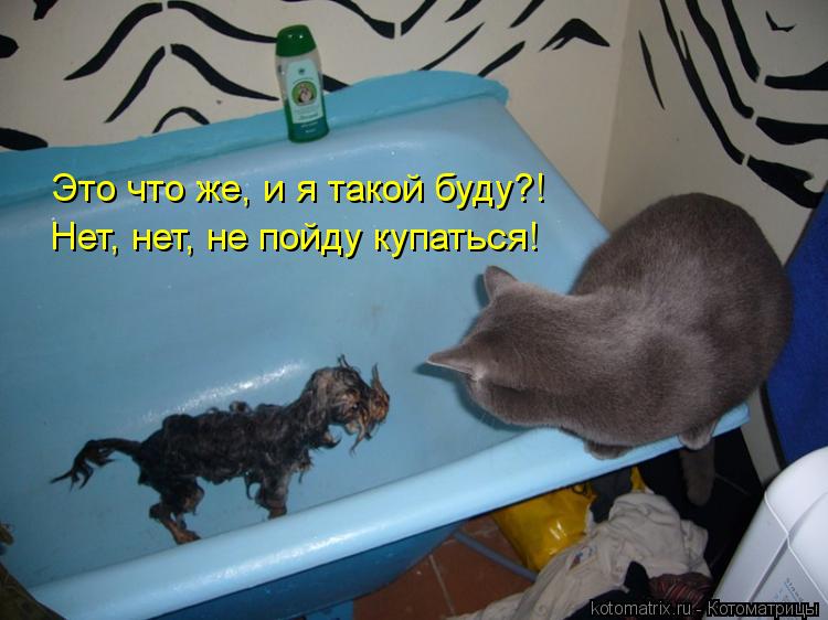 Котоматрица: Нет, нет, не пойду купаться! Это что же, и я такой буду?!