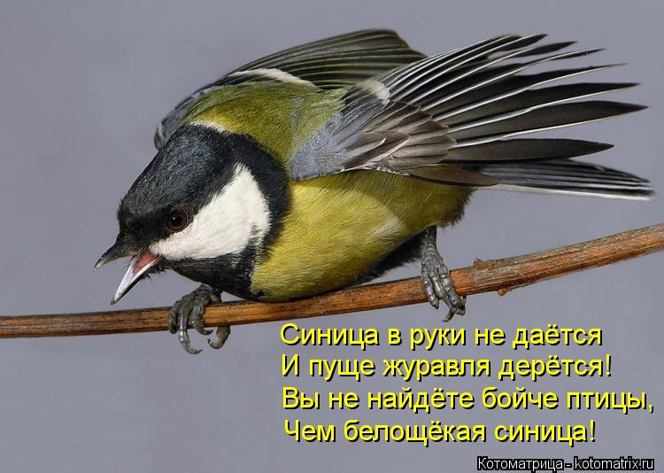 Котоматрица: Синица в руки не даётся И пуще журавля дерётся! Вы не найдёте бойче птицы, Чем белощёкая синица!