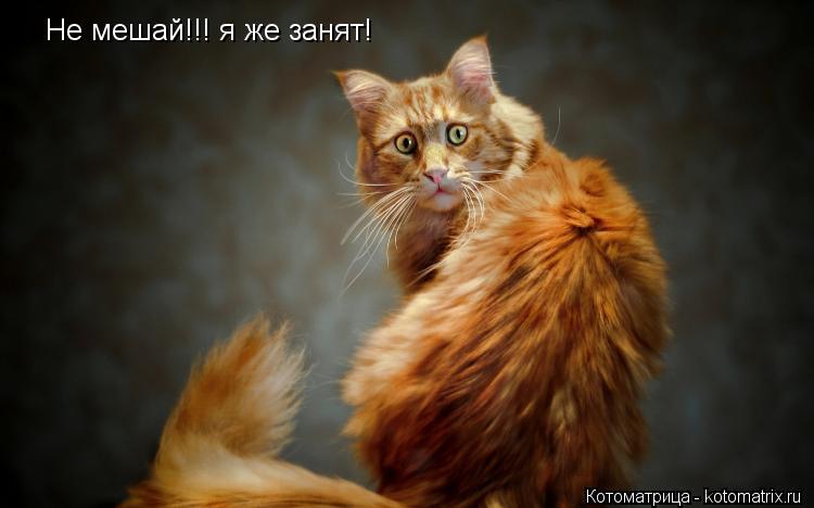 Котоматрица: Не мешай!!! я же занят!