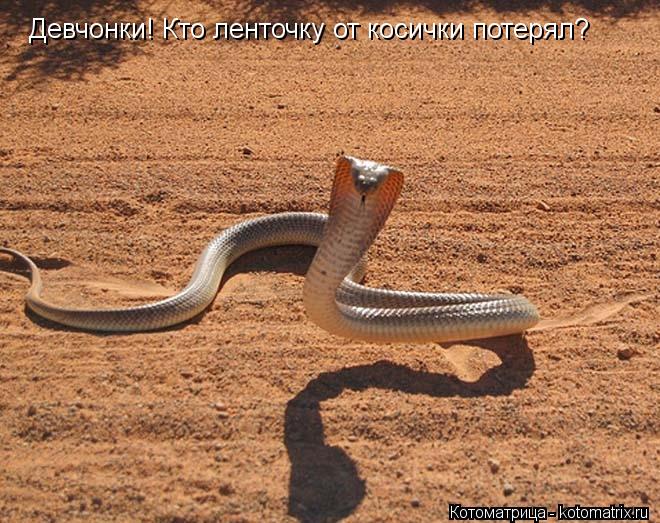 Девчонки! Кто ленточку от косички потерял?... Котоматрица: Девчонки! Кто ленточку от косички потерял?