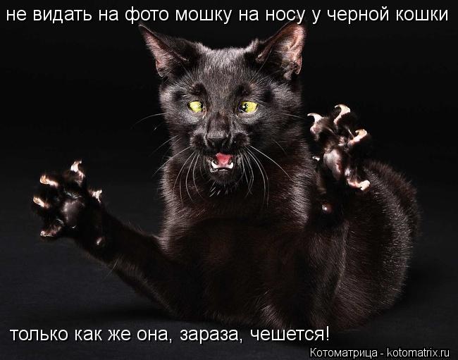 Котоматрица: не видать на фото мошку на носу у черной кошки только как же она, зараза, чешется!