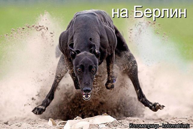 Котоматрица: на Берлин