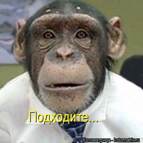 Котоматрица: Подходите...