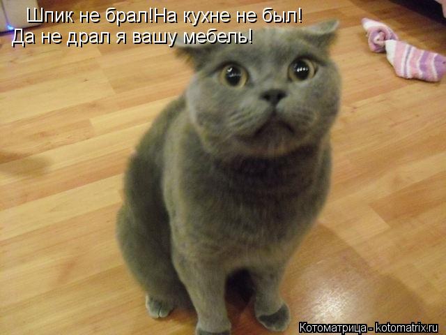 Котоматрица: Шпик не брал!На кухне не был! Да не драл я вашу мебель!