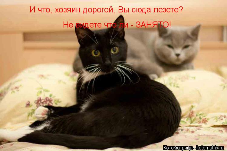 Котоматрица: И что, хозяин дорогой, Вы сюда лезете? Не видете что ли - ЗАНЯТО!