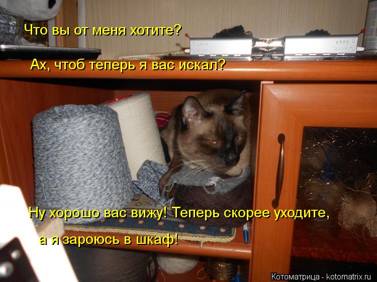 Что вы от меня хотите? Ах, чтоб теперь я вас искал? Ну хорошо вас вижу! Теперь скорее уходите, а я з... Котоматрица: Что вы от меня хотите? Ах, чтоб теперь я вас искал? Ну хорошо вас вижу! Теперь скорее уходите, а я зароюсь в шкаф!