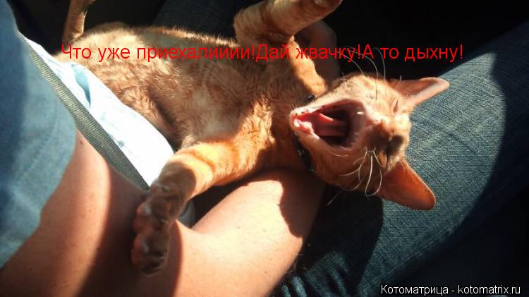 Котоматрица: Что уже приехалииии!Дай жвачку!А то дыхну!