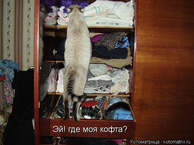 Котоматрица: Эй! где моя кофта?