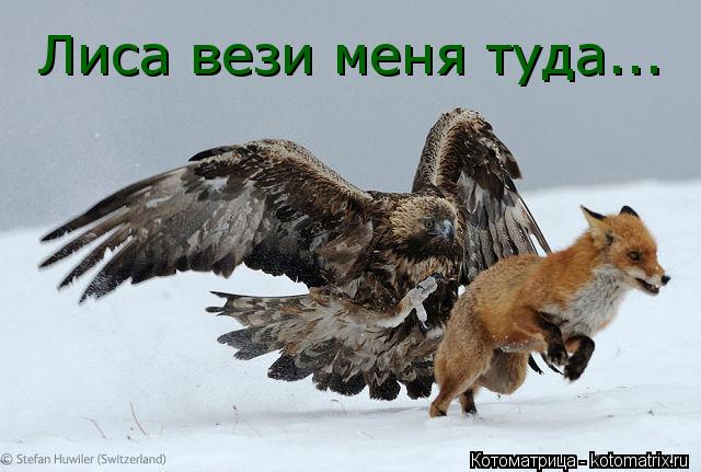 Котоматрица: Лиса вези меня туда...