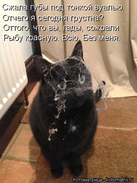 Котоматрица: Сжала губы под тонкой вуалью. Отчего я сегодня грустна? Оттого, что вы, гады, сожрали Рыбу красную. Всю. Без меня.