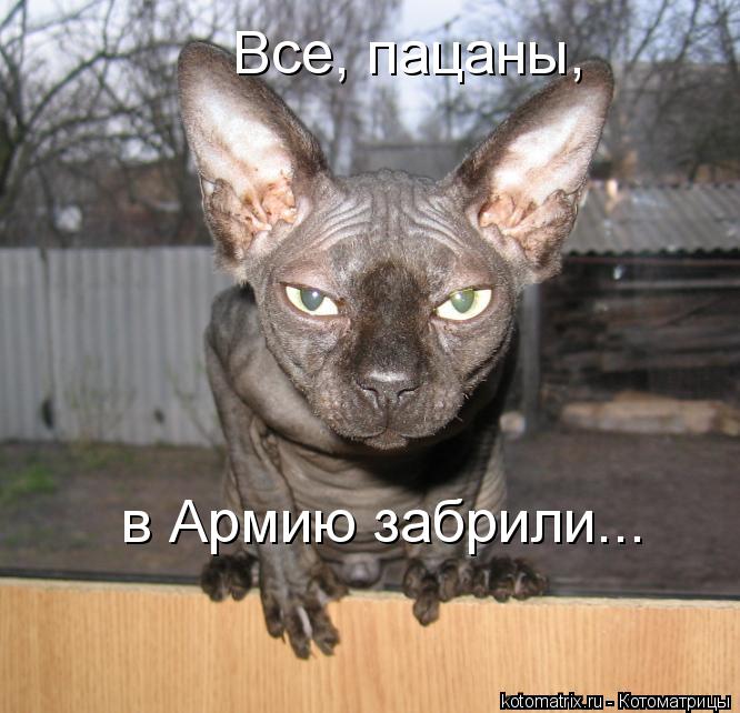 Все, пацаны, в Армию забрили...... Котоматрица: Все, пацаны, в Армию забрили...