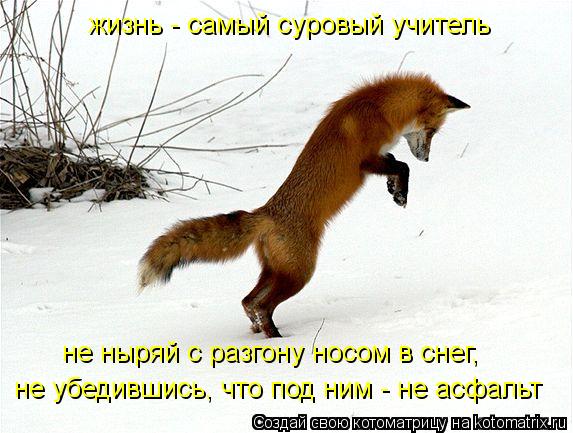 жизнь - самый суровый учитель не ныряй с разгону носом в снег, не убедившись, что под ним - не асфал... Котоматрица: жизнь - самый суровый учитель не ныряй с разгону носом в снег, не убедившись, что под ним - не асфальт