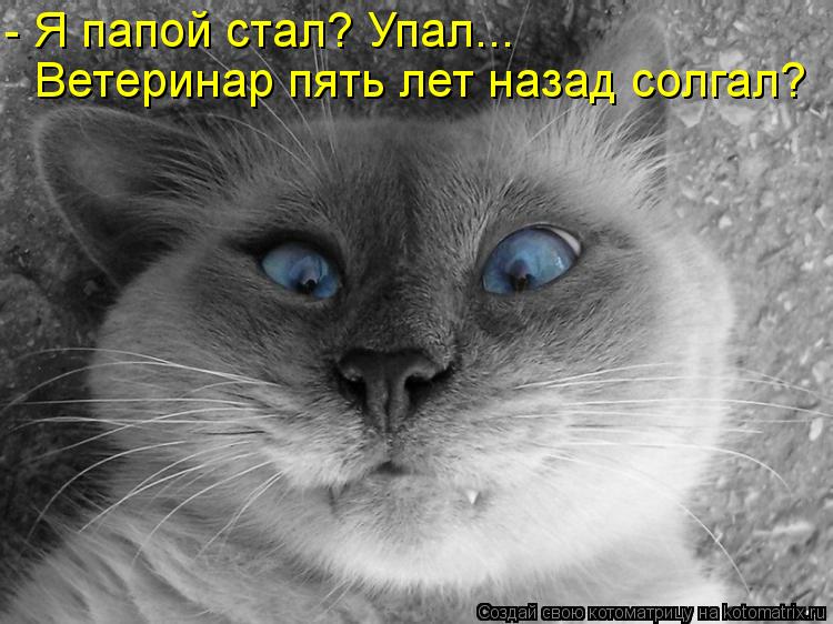 - Я папой стал? Упал... Ветеринар пять лет назад солгал?... Котоматрица: - Я папой стал? Упал... Ветеринар пять лет назад солгал?