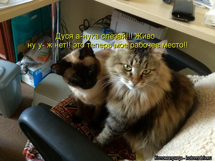 Дуся а-нука слезай!!! Живо ну у- ж нет!! это теперь мое рабочее место!!... Котоматрица: Дуся а-нука слезай!!! Живо ну у- ж нет!! это теперь мое рабочее место!!