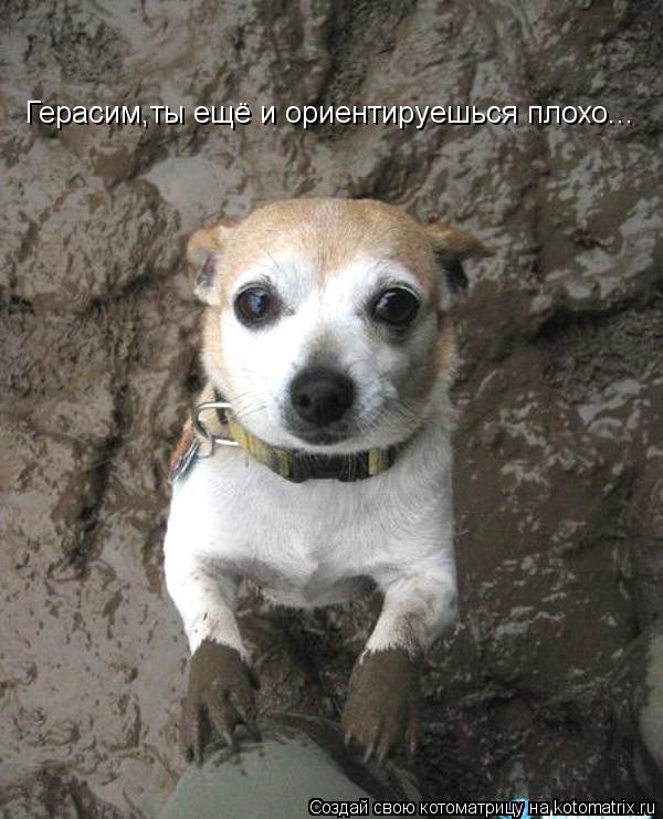 Герасим,ты ещё и ориентируешься плохо...... Котоматрица: Герасим,ты ещё и ориентируешься плохо...