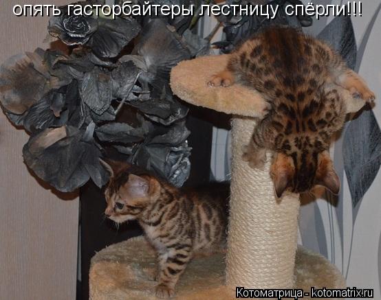 опять гасторбайтеры лестницу спёрли!!!... Котоматрица: опять гасторбайтеры лестницу спёрли!!!