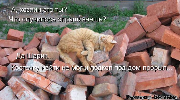А, хозяин,это ты? Что случилось спрашиваешь? Да Шарик... Косточку найти не мог и подкоп под дом проры... Котоматрица: А, хозяин,это ты? Что случилось спрашиваешь? Да Шарик... Косточку найти не мог и подкоп под дом прорыл...