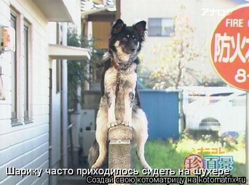 Шарику часто приходилось сидеть на шухере... Котоматрица: Шарику часто приходилось сидеть на шухере
