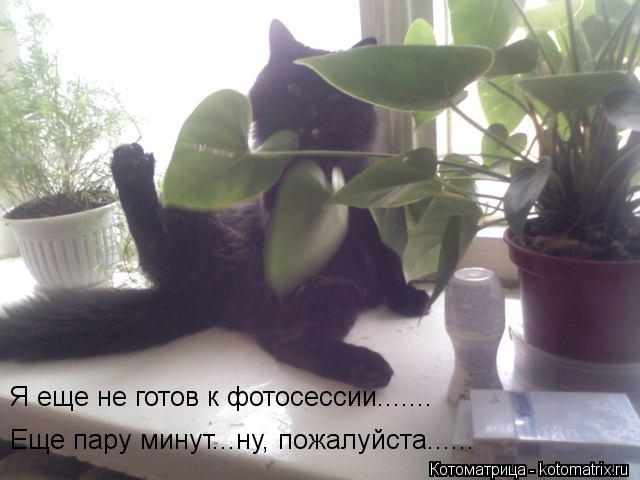 Я еще не готов к фотосессии....... Еще пару минут...ну, пожалуйста......... Котоматрица: Я еще не готов к фотосессии....... Еще пару минут...ну, пожалуйста......